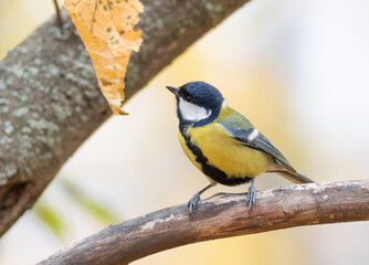 Great tit, Parus major. A bird sits on a branch near a yellowed leaf on a beautiful background