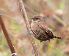 Eurasian wren, Troglodytes troglodytes. A bird sits on the stem of a plant