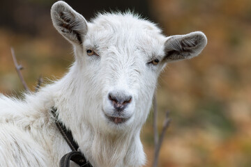 Goat, Capra hircus. A close-up of a goat looking into the lens