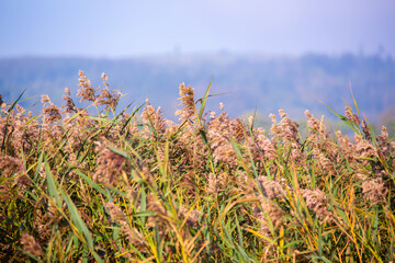 brownish-green aquatic vegetation against a blue sky