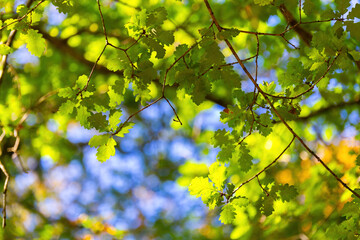 young spring leaves against a blue sky against a forest background