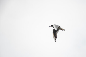 A lone seagull bird in the air shot while in mid flight against the backdrop of a cloudy white sky