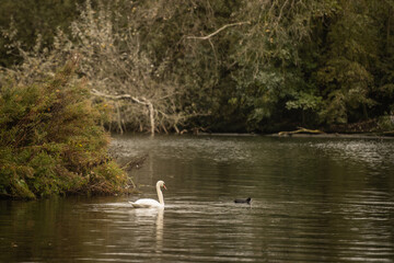 A single lone beautiful white swan glides peacefully through clam water in its natural fresh water habitat. This enigmatic creature moves with grace. Eurasian coot floats nearby in rural Dutch scene