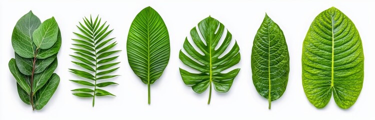 Obraz premium Isolated tropical plant leaves on a white background. A modern, realistic illustration featuring green monstera, palm, banana, and orchid leaves, ideal for summer beach, home interior, jungle