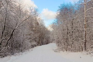 Winter snowy landscape in a forest area on a clear day.