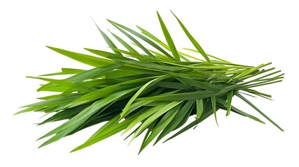 Fototapeta premium grass green