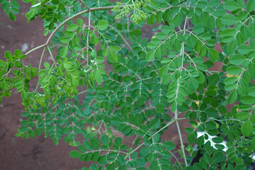 Moringa plant whose leaves have millions of health benefits                    