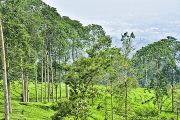 Naklejka premium THE BEAUTY OF THE PANORAMA OF THE TEA PLANTATION AREA IN THE HIGHLANDS AT THE FOOT OF MOUNT SINDORO, WONOSOBO, INDONESIA, WHICH IS COOL AND FERTILE