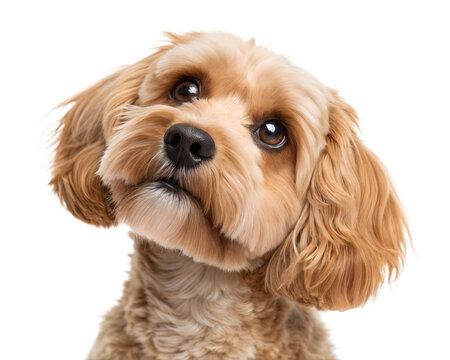 Cute Cavapoo dog portrait isolated on white background. Cavapoo headshot on white background