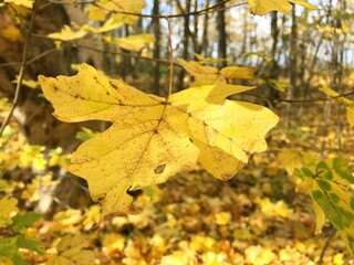 Autumn wedge leaves fall from the trees, leaving the branches, the crown empty. The leaves have bright and saturated colors of yellow and red. Nature is absorbed into autumn landscapes in the colors o