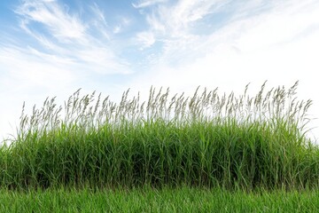 Fototapeta premium Lush Green Grass Under Clear Blue Sky with Soft White Clouds