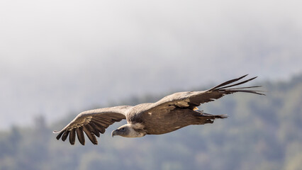 Griffon vulture in the skies over the Baronnies in Provence, France