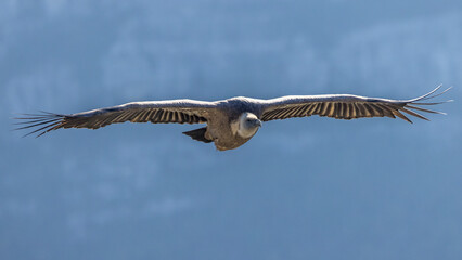Griffon vulture in the skies over the Baronnies in Provence, France
