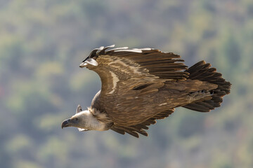 Griffon vulture in the skies over the Baronnies in Provence, France