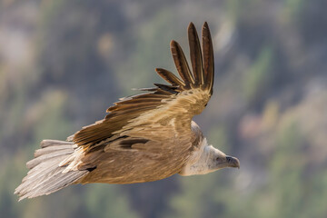 Griffon vulture in the skies over the Baronnies in Provence, France