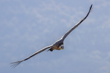 Griffon vulture in the skies over the Baronnies in Provence, France