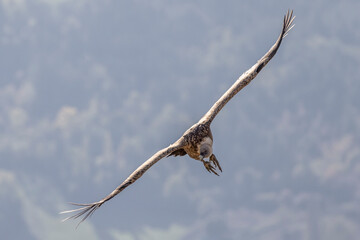 Griffon vulture in the skies over the Baronnies in Provence, France