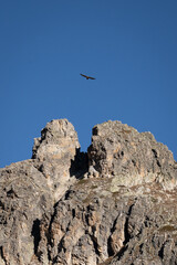 Bird flying in the sky