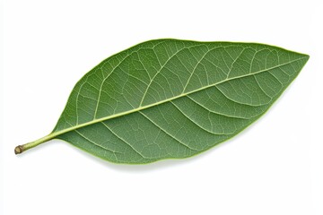 Obraz premium Single bay leaf on a white isolated background showcasing its texture and natural beauty.