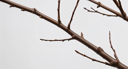 Fototapeta premium Twig Branch on White background design