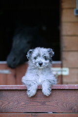 Petit berger des pyrénées
