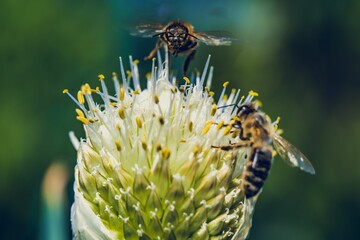 Bees pollinating a white flower