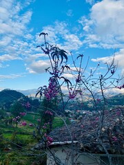 Landscape with flowers and mountains 