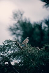 Sparrow on a branch with blurred foliage.