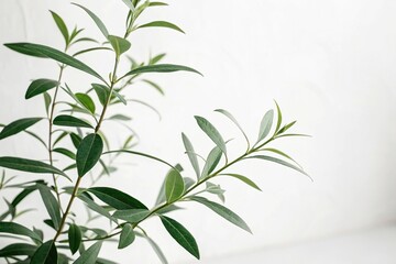 Naklejka premium a serene green plant with delicate leaves in a minimalist white background, suggesting a sense of balance and harmony, whitewashed walls, clean lines