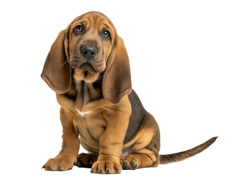 Tracking Dog Breeds Bloodhound Search Dogs Blood Hound Dog Images