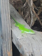 Green lizard is hanging out basking on a wooden fence