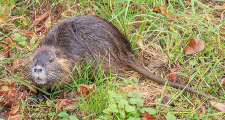 Myocastor coypus on the banks of the Nitra River in the city of Nitra in Slovakia.