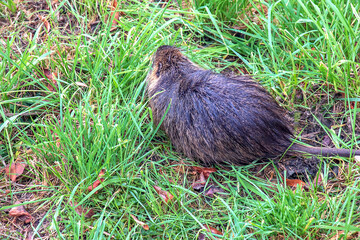 Myocastor coypus on the banks of the Nitra River in the city of Nitra in Slovakia.