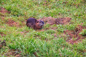 Myocastor coypus on the banks of the Nitra River in the city of Nitra in Slovakia.