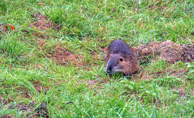 Myocastor coypus on the banks of the Nitra River in the city of Nitra in Slovakia.