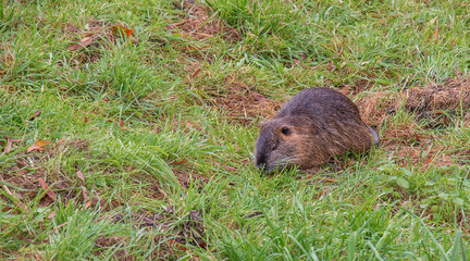 Myocastor coypus on the banks of the Nitra River in the city of Nitra in Slovakia.