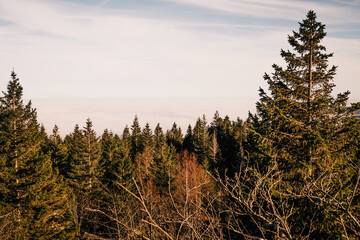 Der Nadelwald im Harz zur Jahreszeit Herbst