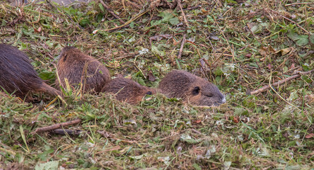 Myocastor coypus on the banks of the Nitra River in the city of Nitra in Slovakia.