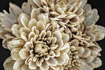 Golden flowers on black background 