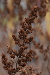 This plant is growing in nature in autumn day. It is brown and dry.