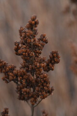 This plant is growing in nature in autumn day. It is brown and dry.