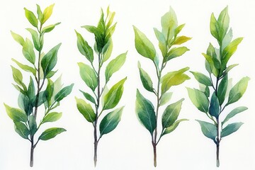 Fototapeta premium A watercolor illustration of various green plant branches showcasing different leaf shapes.