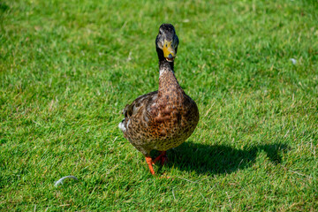 The Swedish Blue or Blue Swedish is a Swedish breed of domestic duck.