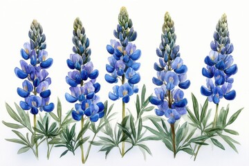 Obraz premium A watercolor illustration of vibrant blue lupine flowers with green leaves.