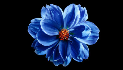 Navy Blue Flower on black isolated background for design