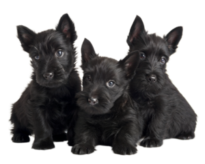 Black Scottish terrier puppies isolated on white background. Scottish terrier puppies sitting and looking at camera 