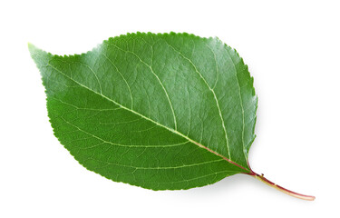 Obraz premium apricot green leaf isolated on white background. clipping path