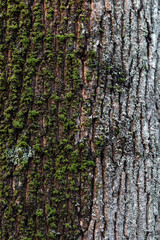 Fototapeta premium Detailed view of textured bark with lichen and moss growth on a cold day.