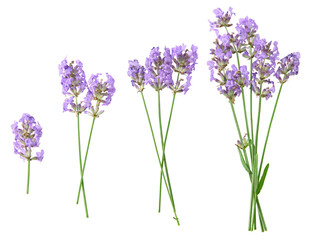 Obraz premium lavender isolated on a white background