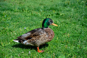 Obraz premium The Swedish Blue or Blue Swedish is a Swedish breed of domestic duck.
